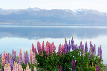 Lupines over Lake front, Mount Cook Regeon, New Zealand
 - obrazy, fototapety, plakaty
