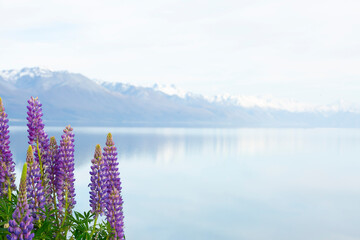 Lupines over Lake front, Mount Cook Regeon, New Zealand

