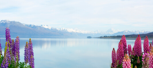 Lupines over Lake front, Mount Cook Regeon, New Zealand
 - obrazy, fototapety, plakaty
