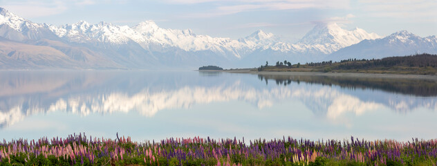 Panorama of lake Pukaki , snowy mountains reflecting in the water with a foreground of lupines - obrazy, fototapety, plakaty