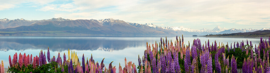 Panorama of lake Pukaki , snowy mountains reflecting in the water with a foreground of lupines - Powered by Adobe