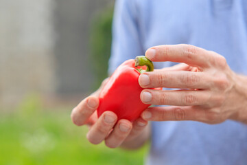 A man's hand holds a bell pepper. Selective focus on hands with blurred background