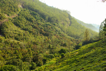 The tea plantations on the hills of Nuwara Elyia, Sri Lanka.