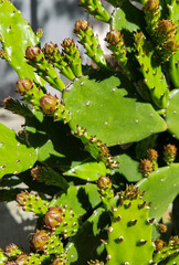 Brasiliopuntia, large flowering cactus, close up shot, sunny day. Buenos Aires, Argentina.