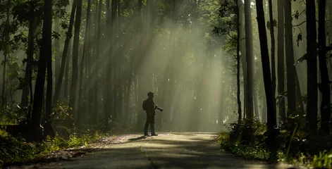 Poster Photographer is taking photo while exploring in the pine forest for with strong ray of sun light inside the misty pine forest for photography and silhouette photo © Akarawut