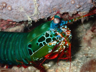 Peacock mantis shrimp found in the pacific