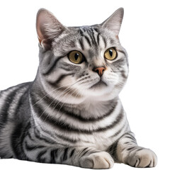 American shorthair cat on transparent background.