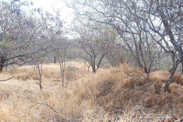 Diamond Head State Monument in Honolulu County Oahu Hawaii Photo