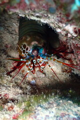 Peacock mantis shrimp found in the pacific
