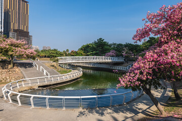 Floss silk tree at Heart of Love River in Kaohsiung, Taiwan