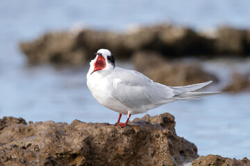 seagull on the beach