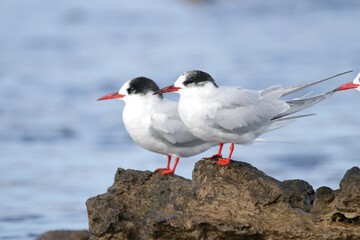 seagulls on the rocks