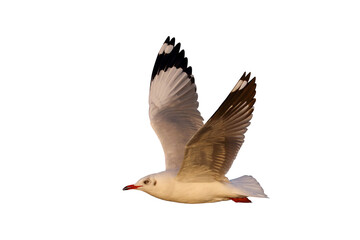 Beautiful flying seagull isolated on transparent background png file