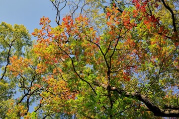 晩秋の浜離宮恩賜庭園
