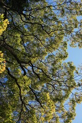 Fototapeta premium 晩秋の浜離宮恩賜庭園