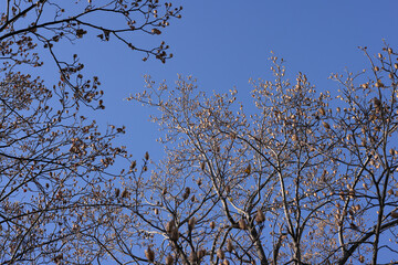 晩秋の浜離宮恩賜庭園