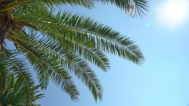 Bottom view of cloudless sky, sun from under palm tree at tropical resort Picturesque relaxing landscape of island, advertising of summer tours, resorts, tourist packages at sea Relaxing holiday