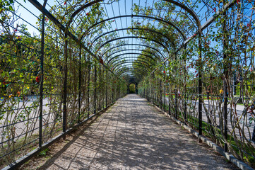 Pergola tunnel with roses
