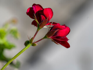 Detail of red flower of pelargonium plant