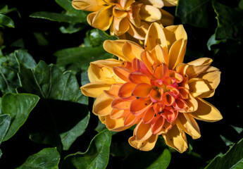 Yellow orange flower of Dahlia pinnata plant