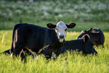 
We see a beautiful calf, black-brown with a white face, grazing next to his rasa, grazing fields, San Luis Arg.