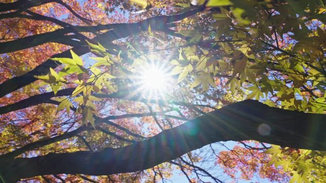 Maple leaves in Mount Lushan, Jiangxi, red maples fill the sky