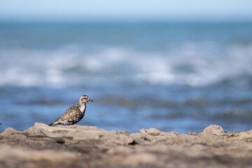 Plover on a rock