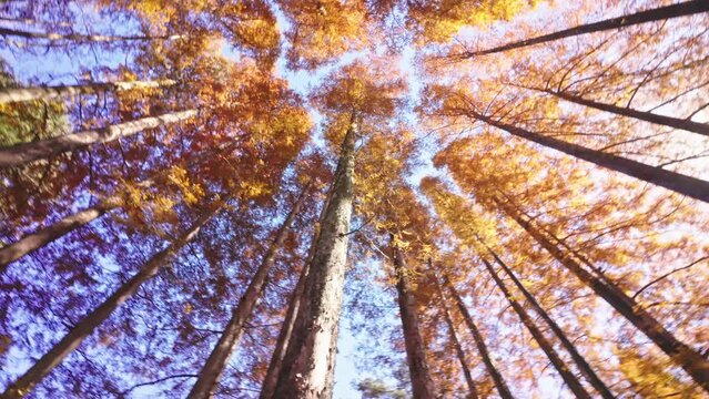 sun shining through trees，Red maple leaves and ripples of lake water in Mount Lushan, Jiangxi