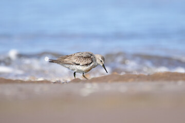 Red knot in the beach