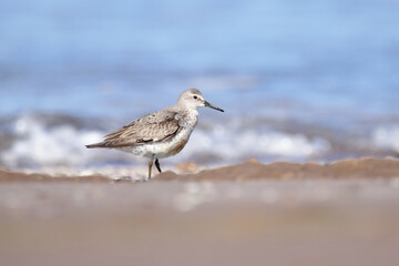 Red knot in the sand