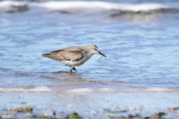 Red Knot eating