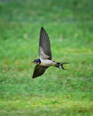 barn swallow in flight