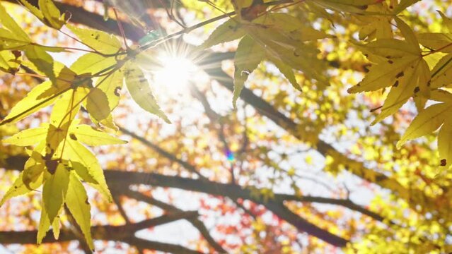 sun shining through trees，Sunlight shines through the maple forest in Lushan Scenic Area, Jiangxi