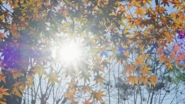 Sunlight shines through the maple forest in Lushan Scenic Area, Jiangxi
