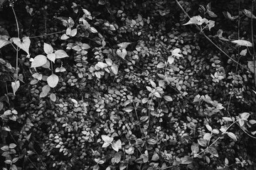 Wall of leaves in rainy day. Black and white toned image 