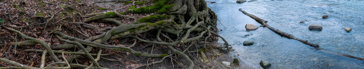 Panoramic view of twisting roots with moss next to blue water  - Powered by Adobe