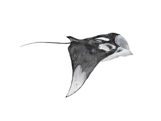 Manta1