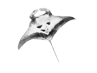 watercolor of a manta ray belly isolated on white background