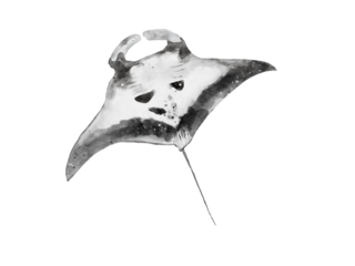 watercolor of a manta ray belly isolated on white background
