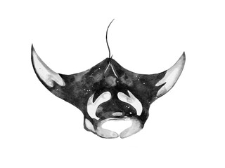 watercolor of a manta ray isolated on white background