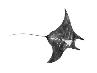 watercolor of a manta ray slalom isolated on white background