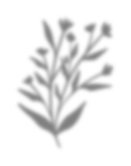 Flower Shadow Illustration Graphic Element