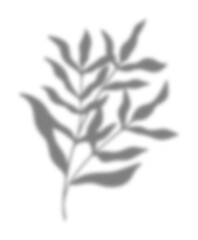 Leaf Shadow Illustration Graphic Element
