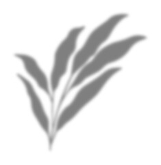 Leaf Shadow Illustration Graphic Element