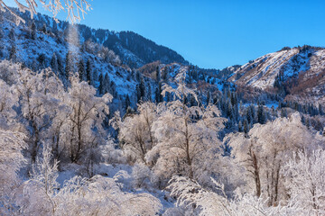 Snow-covered trees in the Trans-Ili Alatau mountains in the outskirts of the Kazakh city of Almaty on a winter morning
