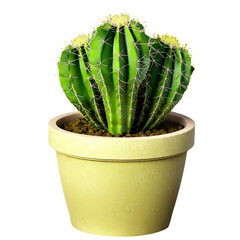 cactus plant isolated on transparent background