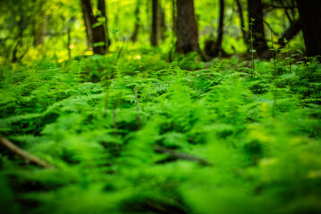 Lush Forest floor