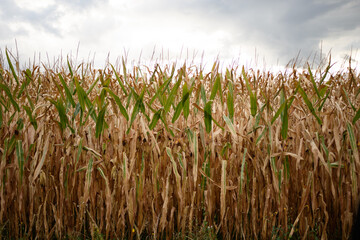 Corn wall