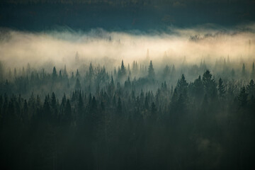 misty forest morning mist