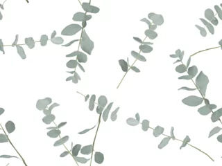 Poster Im Rahmen Foliage seamless pattern, Eucalyptus cinerea on white © momosama